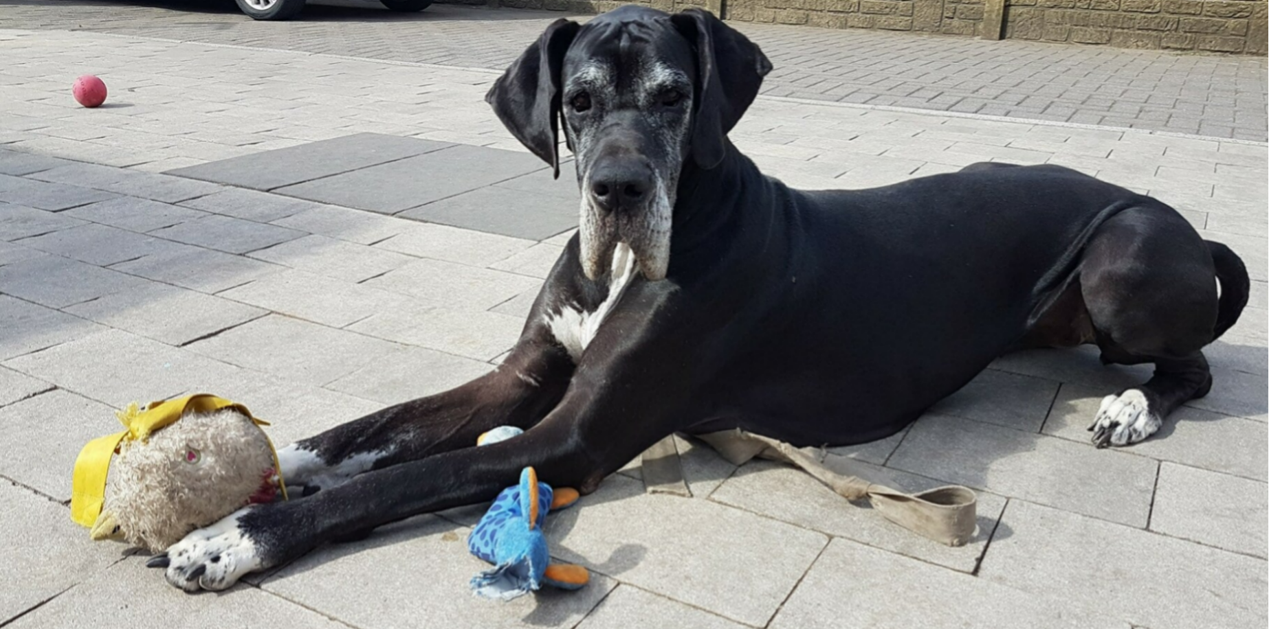 zwart wit duitse dog Marie liggend