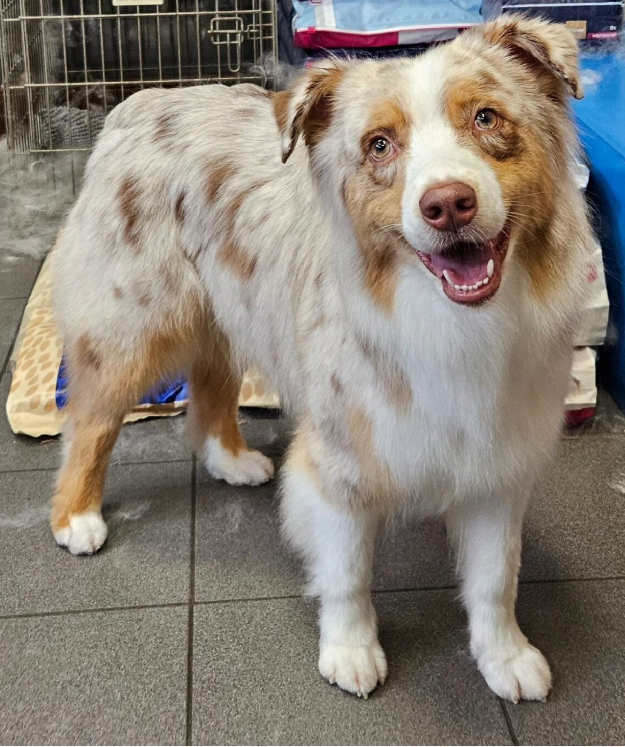 Australian Shepherd teefje Amandine van of Lily's LittleCloud