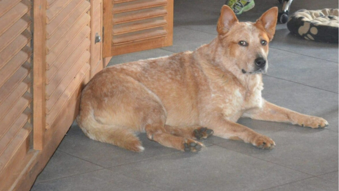 Australian cattle dog rode teef Sky liggend aan kast