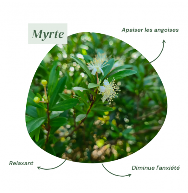 Poudre de Cade Myrte - Encens Naturel