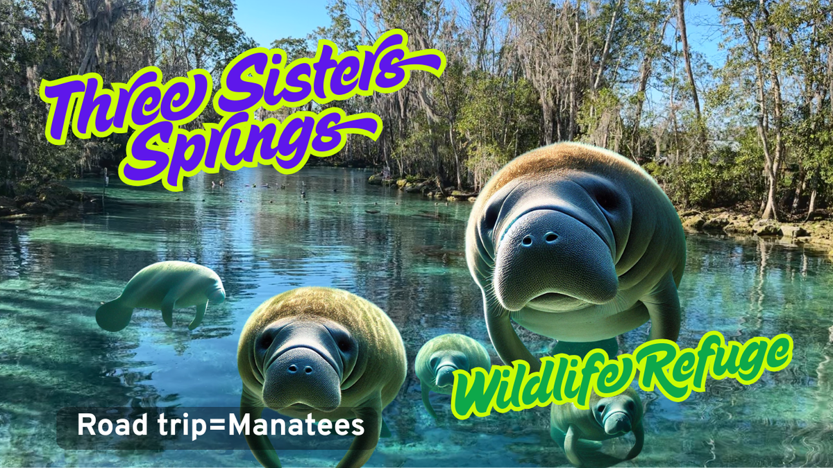 Ultimate Guide to Seeing Manatees in Florida: Best Location, Times ...