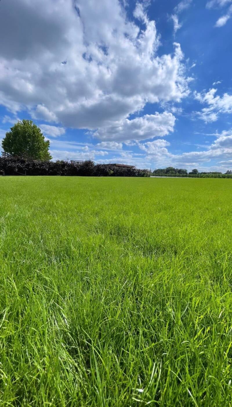 Aanleg grasmatten - Resultaat na 2 maand