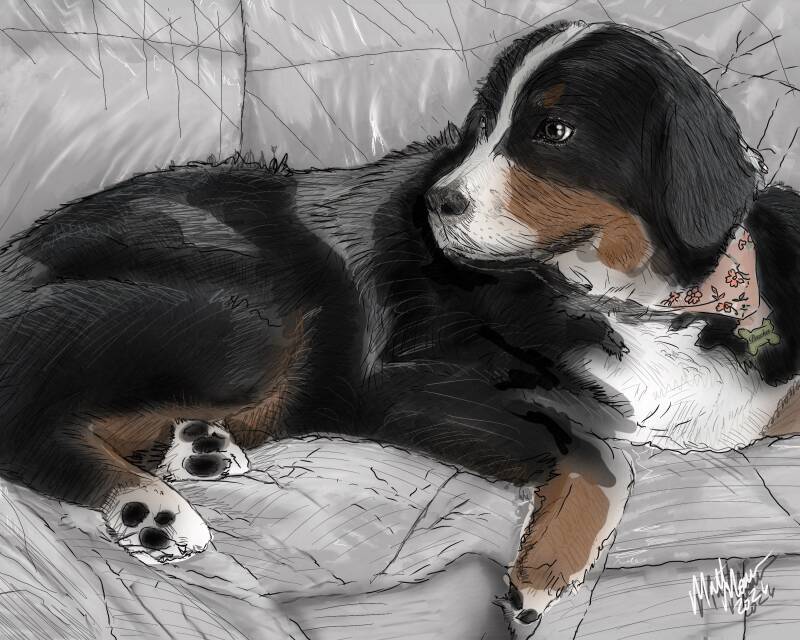 Dog lying on bedding.