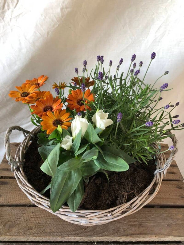 𝑴𝑶𝑬𝑫𝑬𝑹𝑫𝑨𝑮 plantenmandje