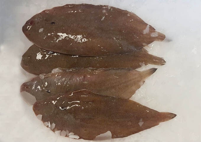 Sliptong – Nederland 1kg art:136