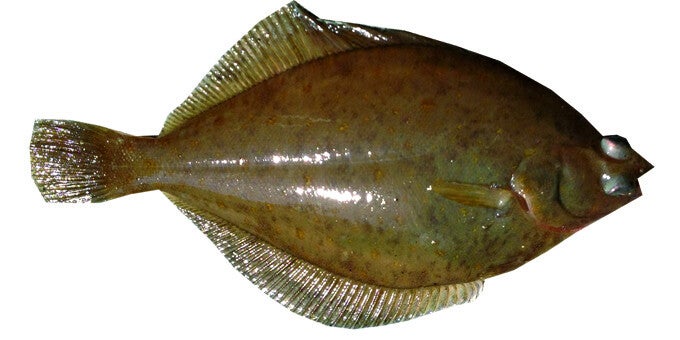 Schar – Vers  1kg Art: 220