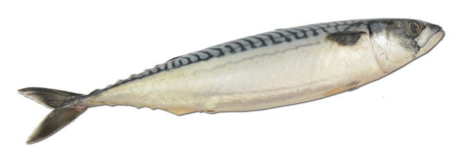 Makreel 400–600 g – Vers 1kg Art: 036