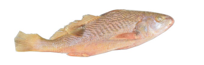 Yellow Croaker 300/700 8KG  art:1169