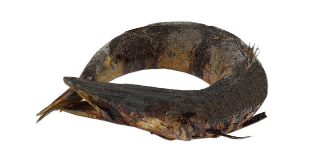 Barracuda Ringen 5kg