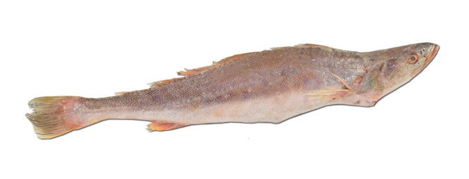 Kandra Tiki 600/900 – AAA-kwaliteit (Art: 1011Q)