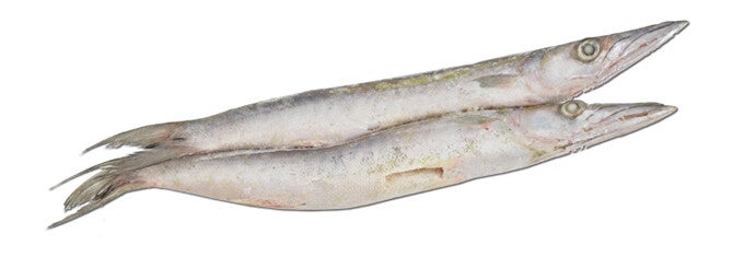 Barracuda 500/1000 10KG art: 418