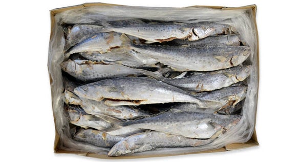 kingfish 400/1000 10KG – AAA-kwaliteit (Art: 1102)