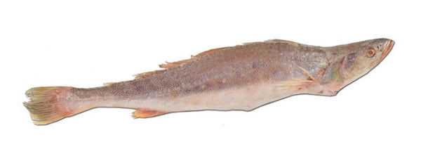 Kandra Tiki 1/2,5 KG  8kg