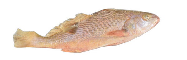 Yellow Croaker 300/700 8KG  art:1169