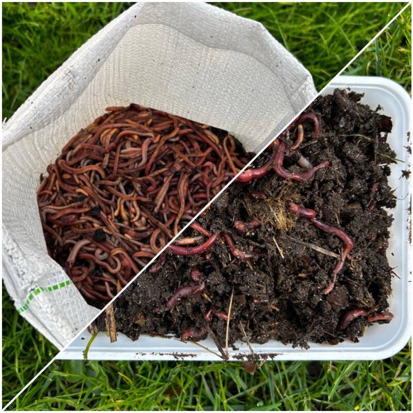 Voordeelmix! mestpieren uit paarden mest met dendrobena wormen