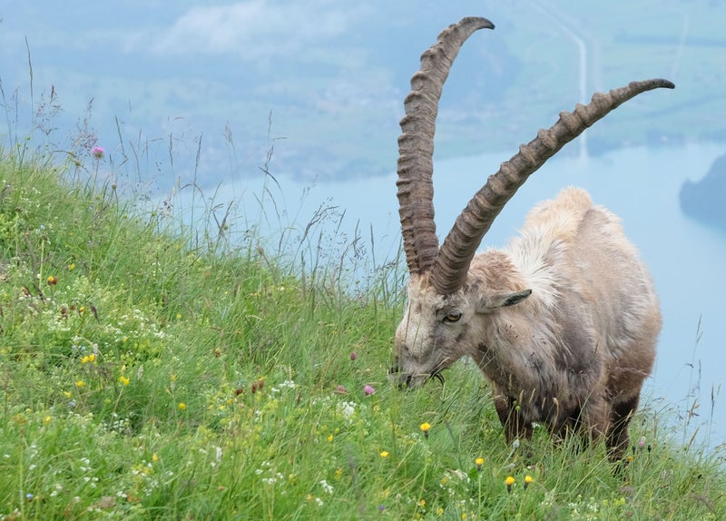 Robert Buchli GmbH - Kontakt - Steinbock