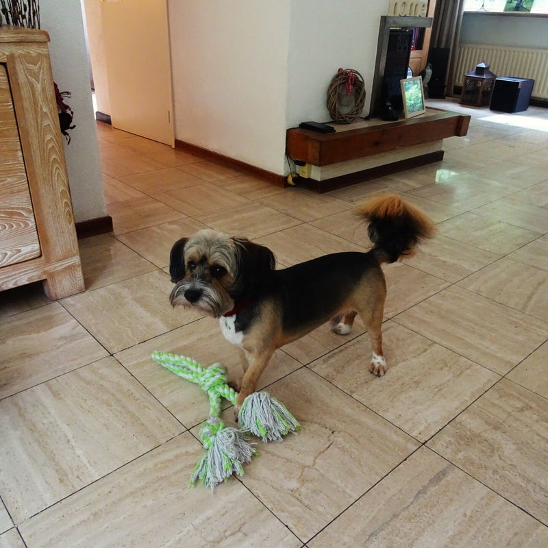 Bello met zijn verjaardagscadeautje - 28 juni 2024.