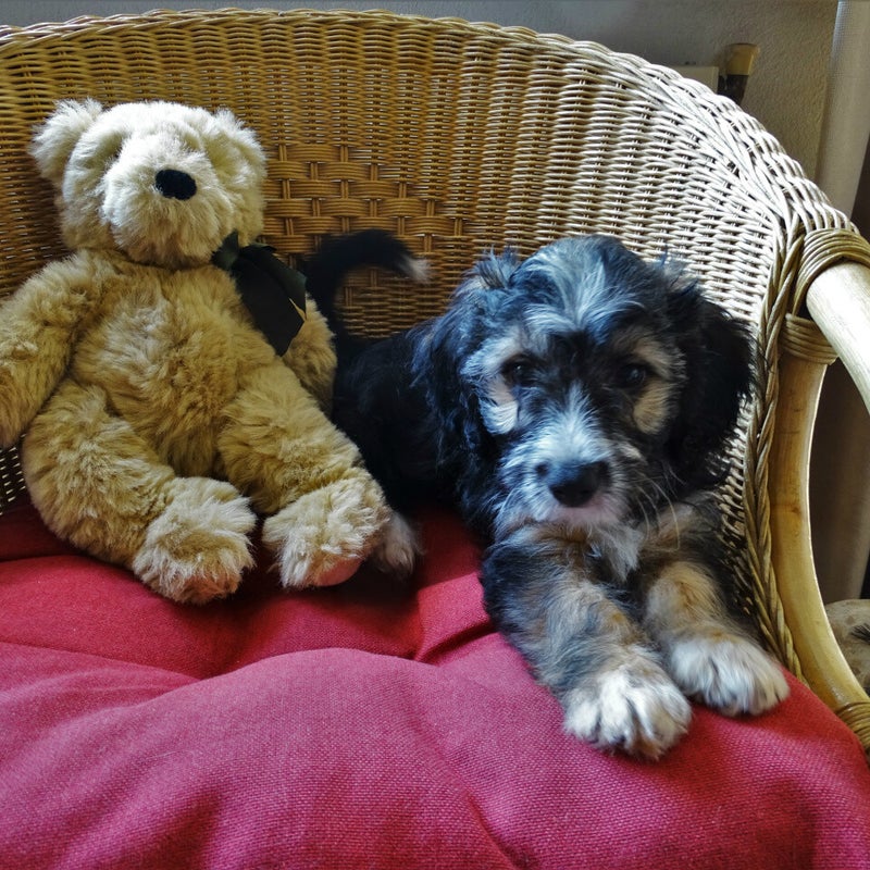 Bello met zijn beer -  27 aug.2019.