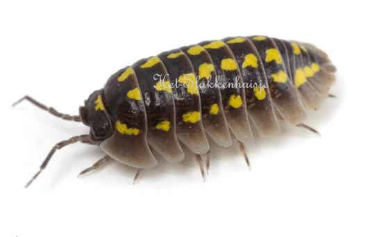 Armadillidium gestroi