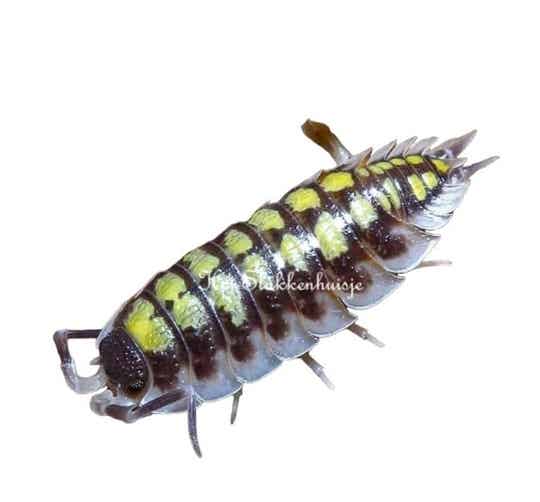 Porcellio Haasi High Yellow
