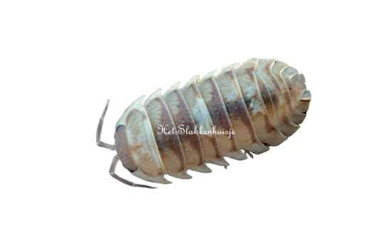 Armadillidium espanyoli "Marbelized"