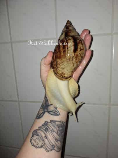 (liss) Achatina Reticulata albino