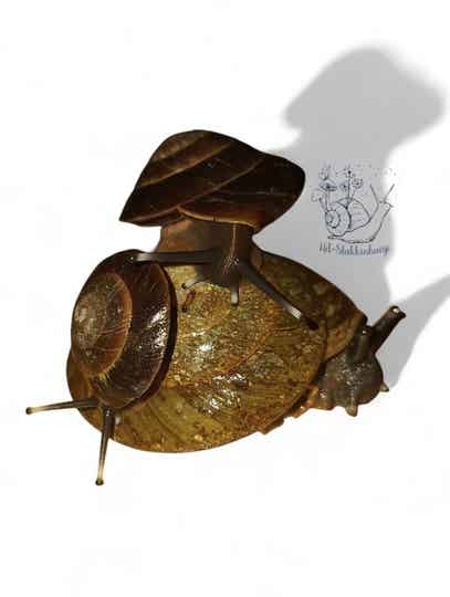 Caracolus excellens slak