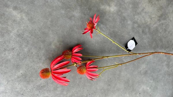 Echinacea  kunstbloem rood