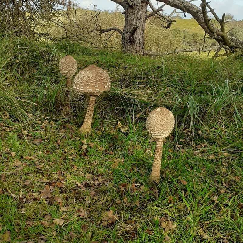 20201018_114105-standard.jpg