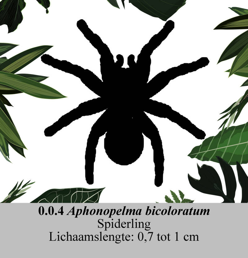 Aphonopelmabicoloratum-21.jpg