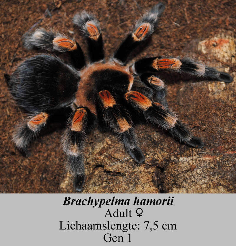 Brachypelmahamorii-1-4.jpg
