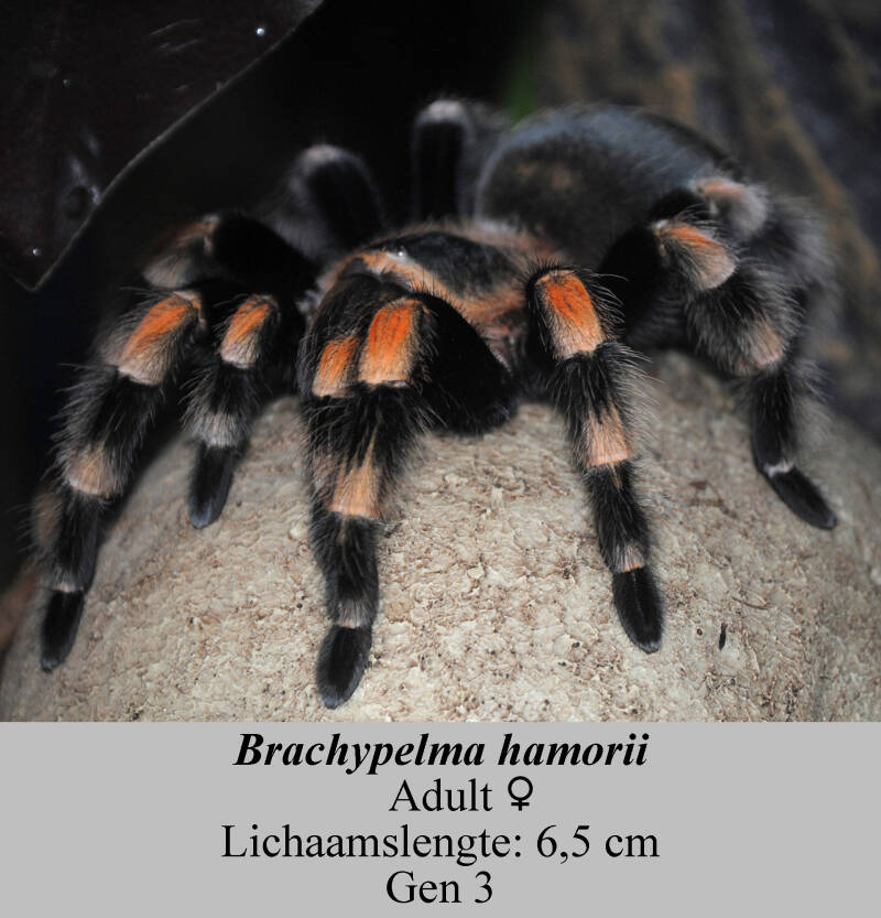 Brachypelmahamorii-3-2.jpg