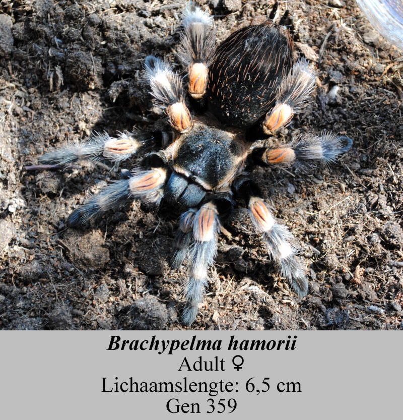 Brachypelmahamorii-359.jpg