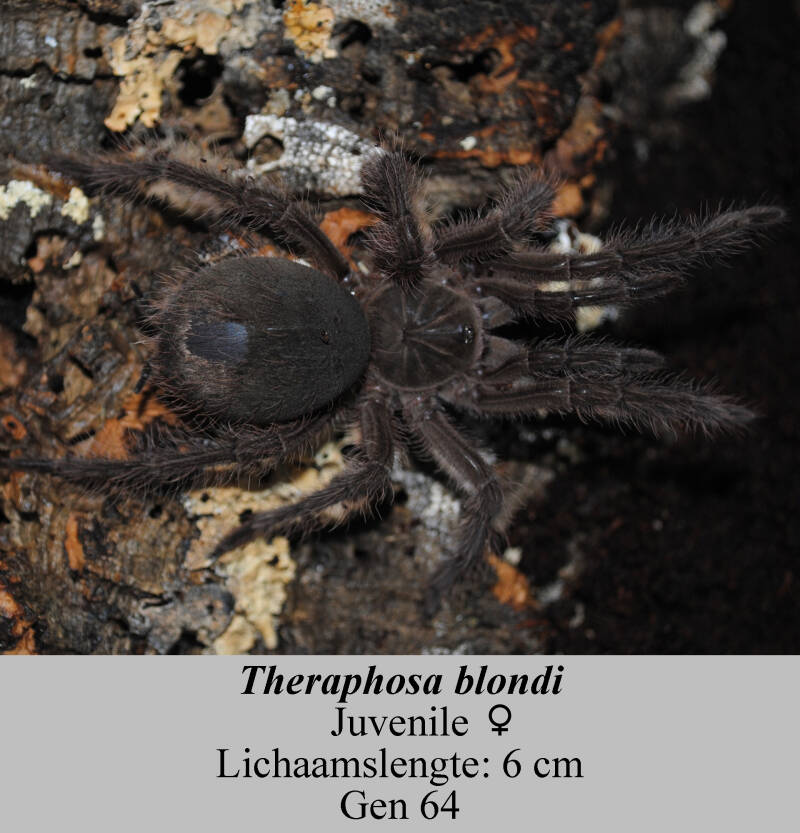 Theraphosablondi-64-12.jpg