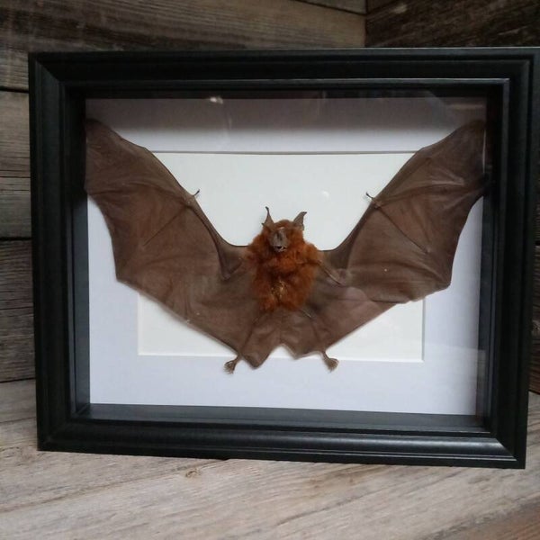 Taxidermie: Vleermuis, mooi gemonteerd in een kader.