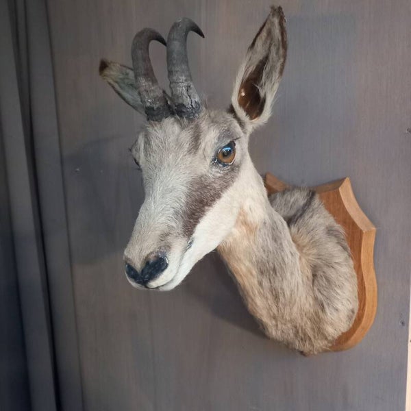 Taxidermie: Prachtig opgezette kop van een Gems.