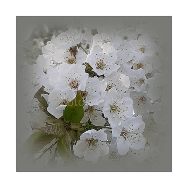 Witte bloemen