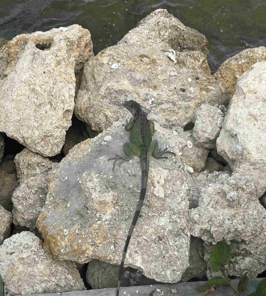 Iguana among shoreline rocks