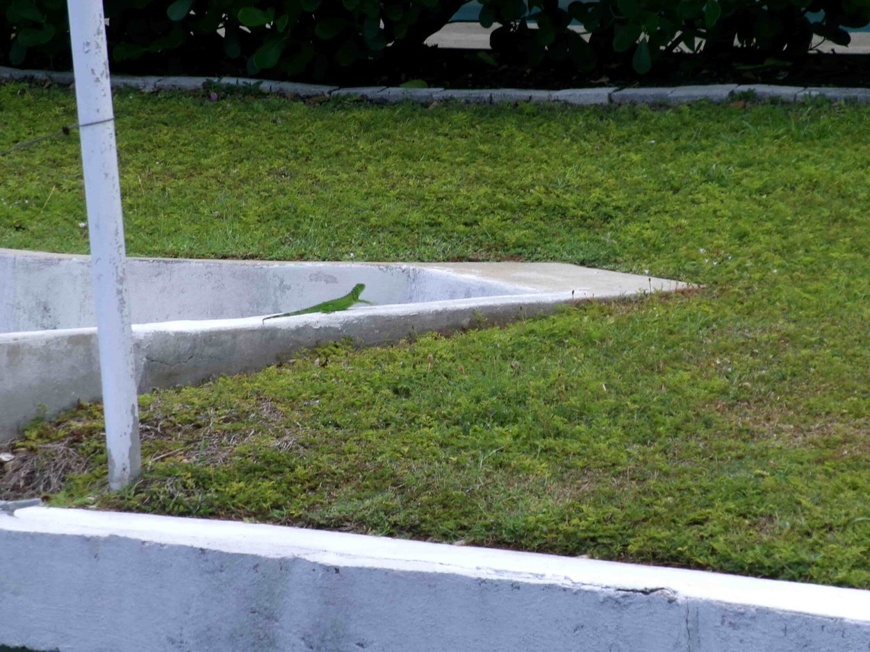 Small iguana beside grass and a concrete edge