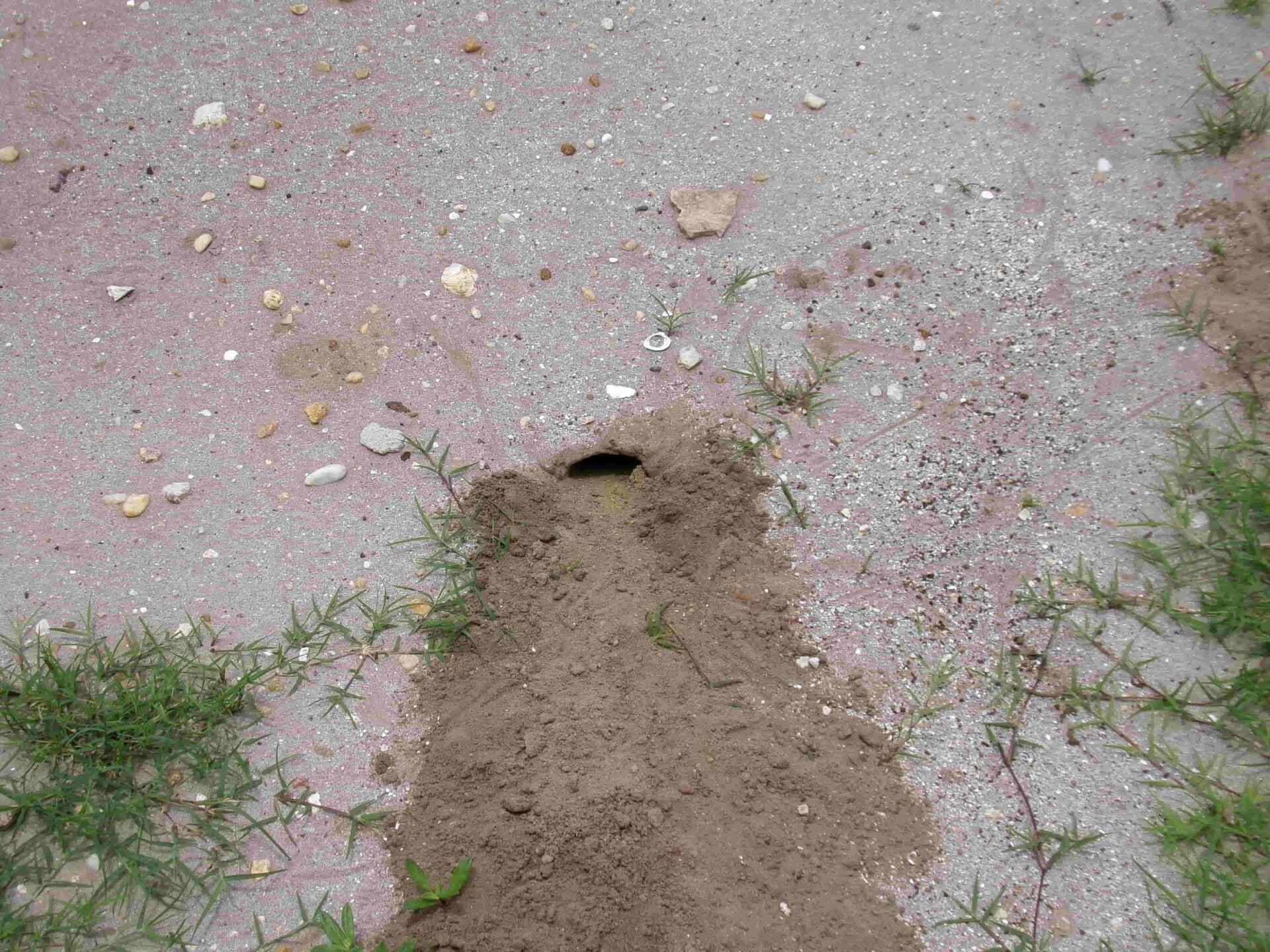 Ground opening with loose soil nearby