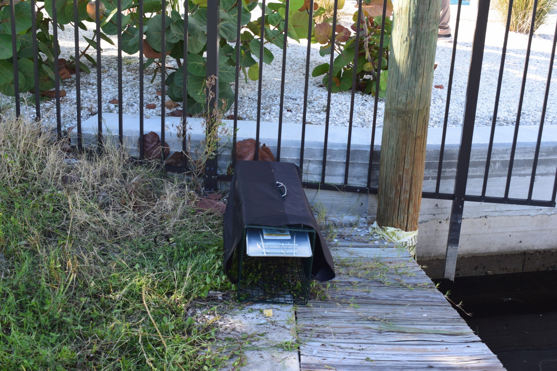 Covered iguana trap positioned beside a waterfront fence