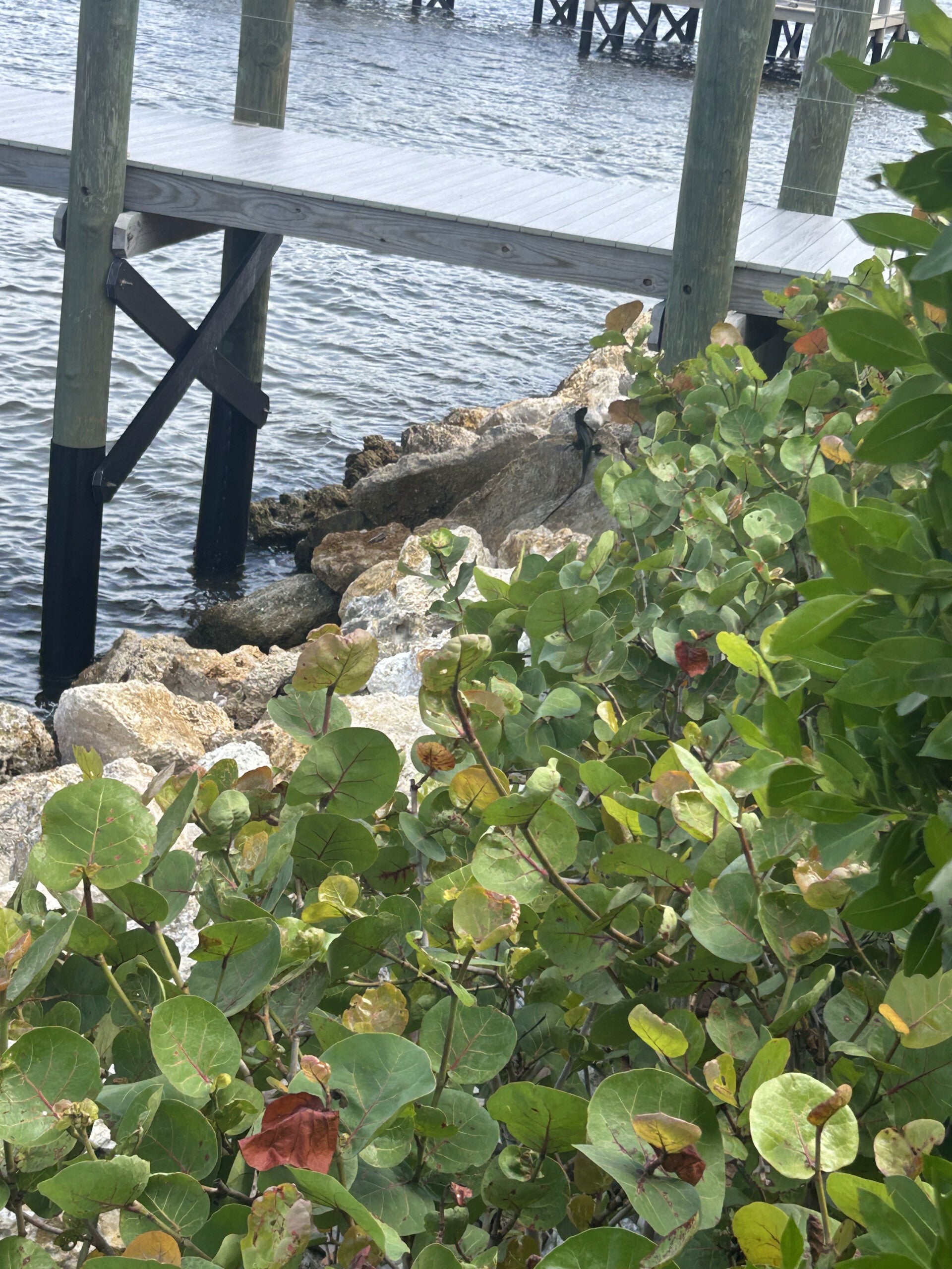 Iguana among shoreline rocks and waterfront vegetation.
