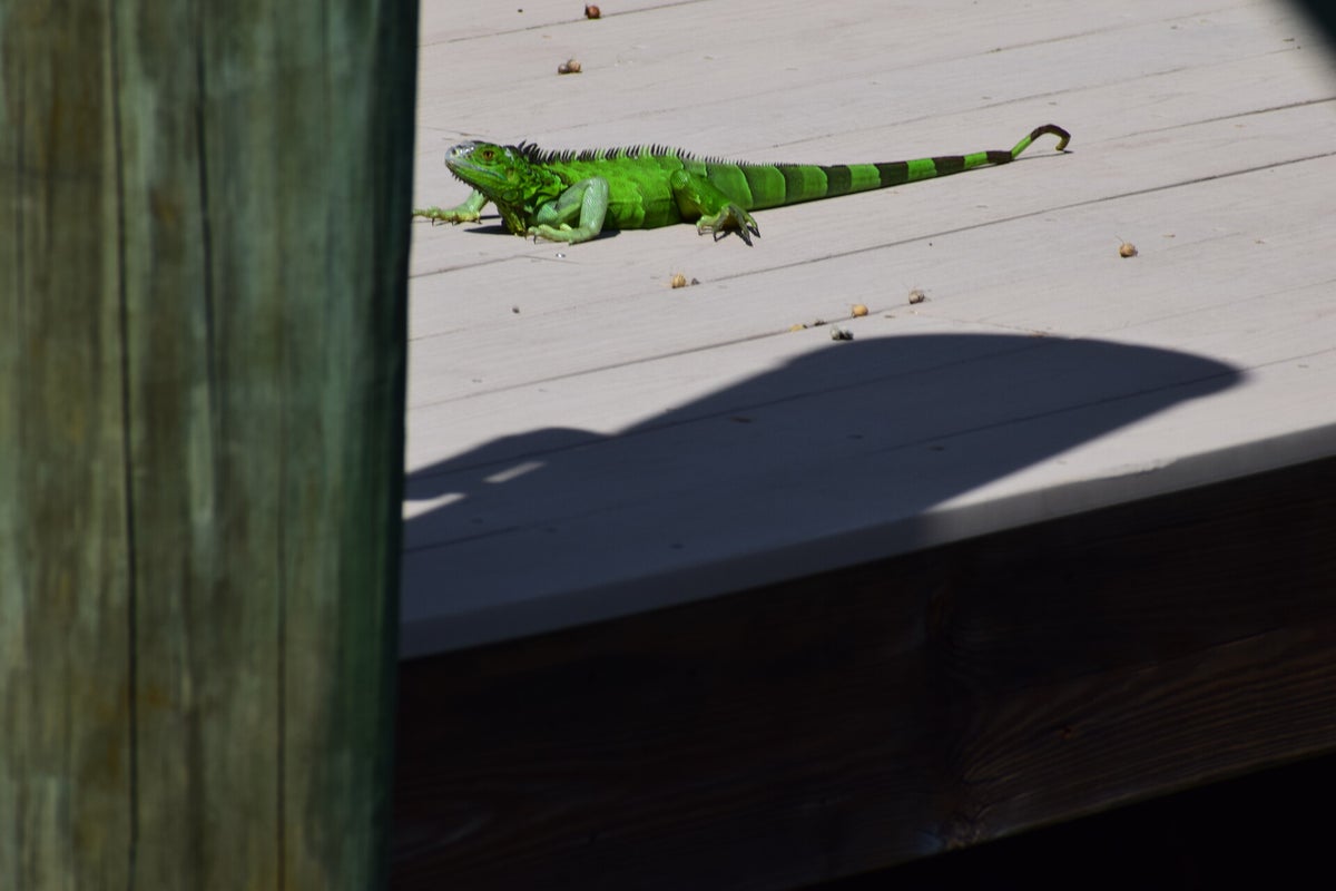 Green iguana on a waterfront dock