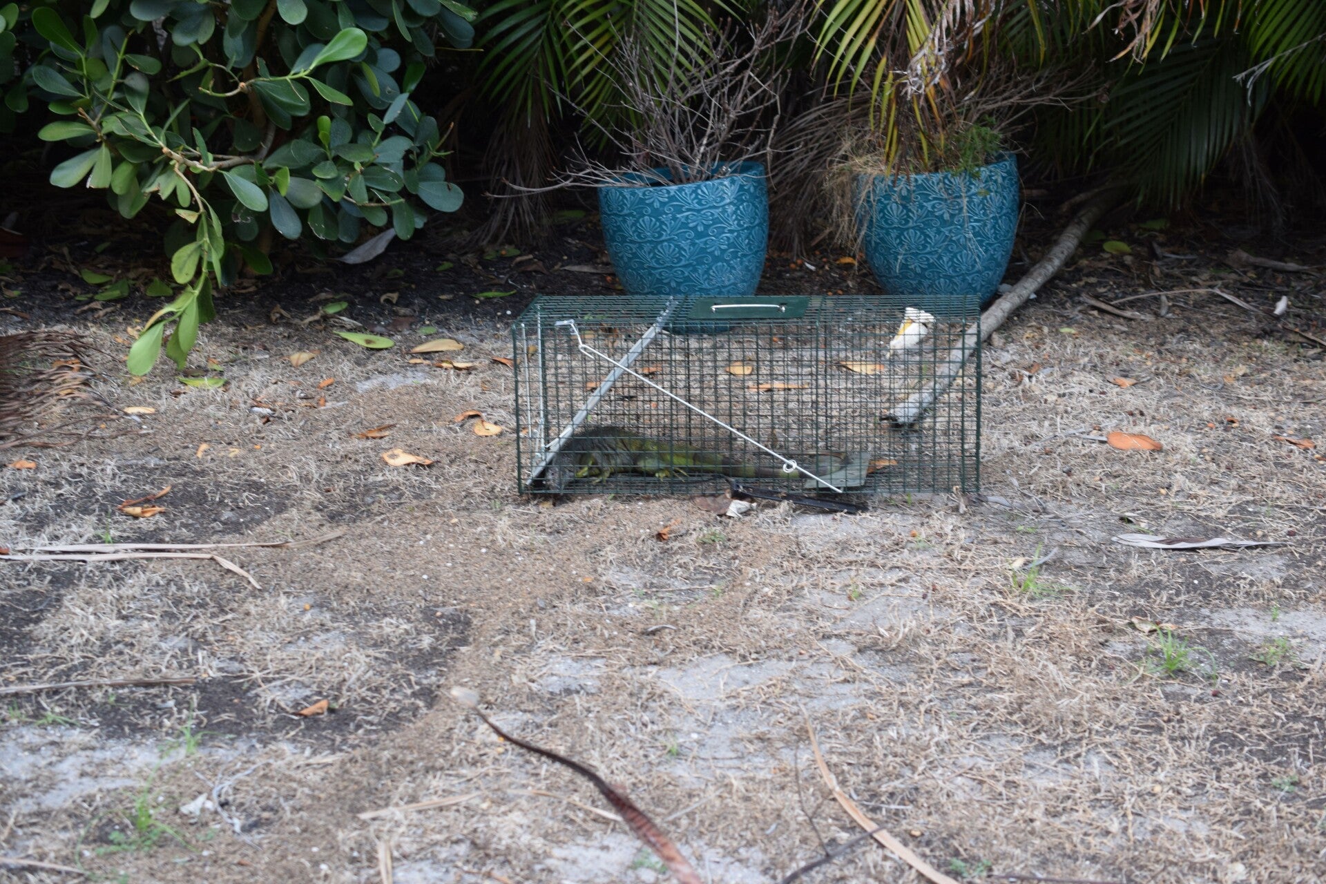 Green iguana inside a wire trap beneath palms, with turquoise planters behind it.