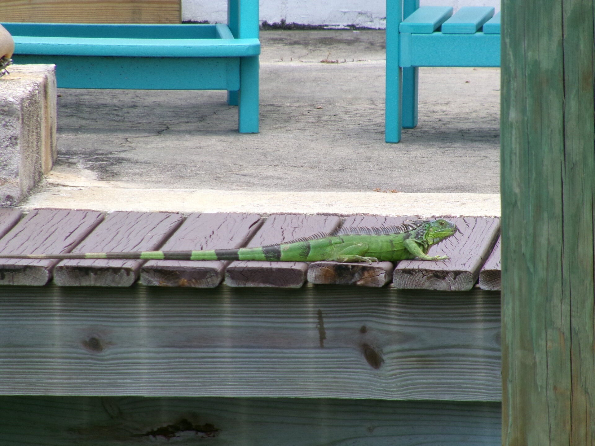 Green iguana resting on dock boards beside a wooden piling, with turquoise chairs behind it.