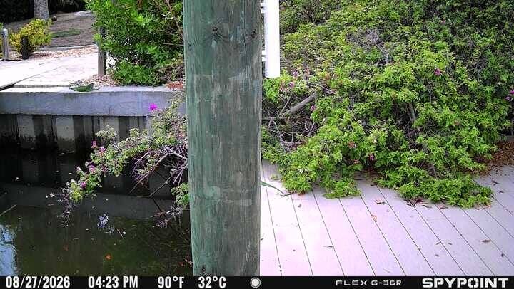 Trail-camera image of dock boards, a wooden piling, water, and dense foliage.