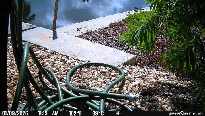 Trail-camera image of a concrete seawall, gravel landscaping, garden hose, and palm foliage.