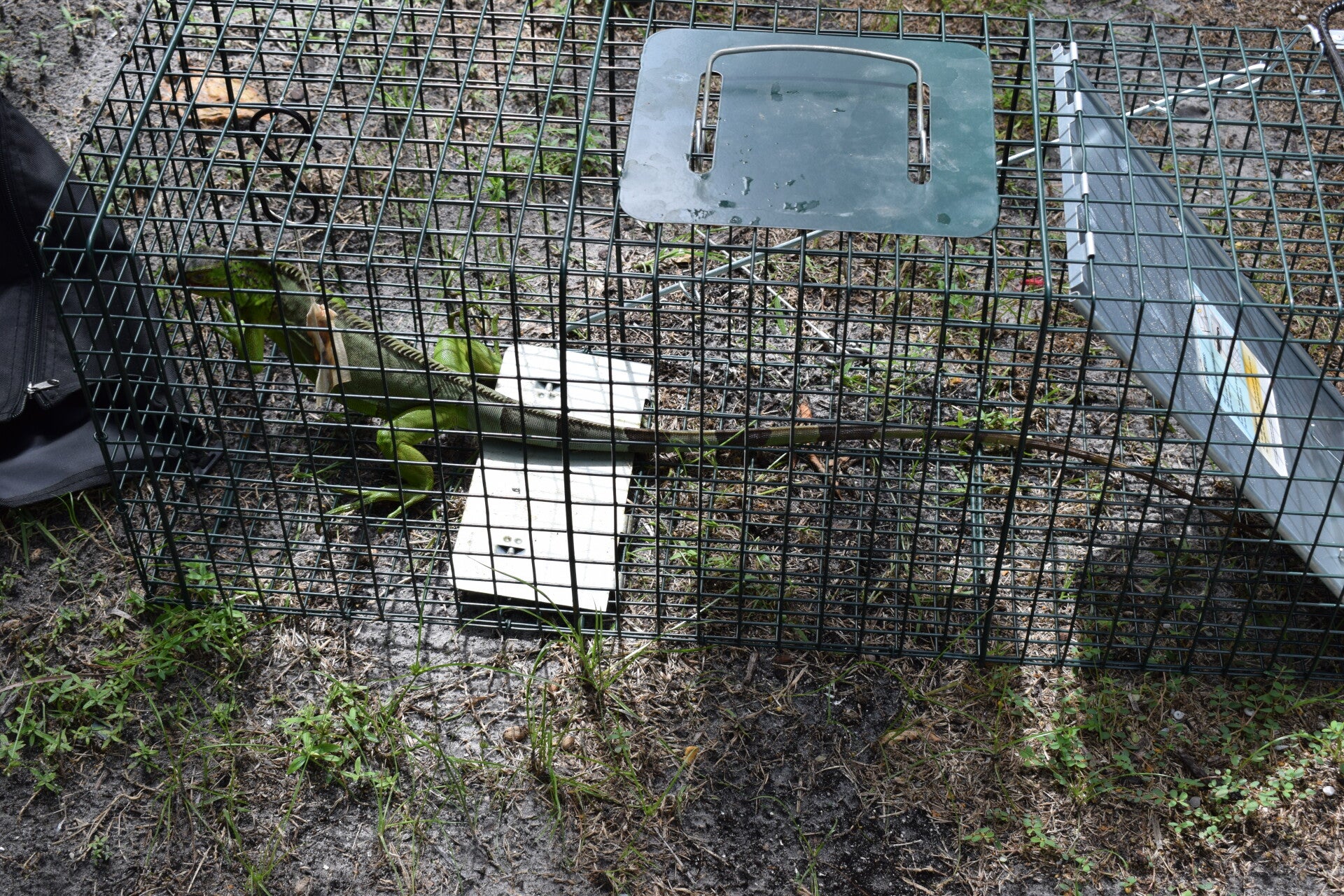 Iguana inside a cage trap during a removal service