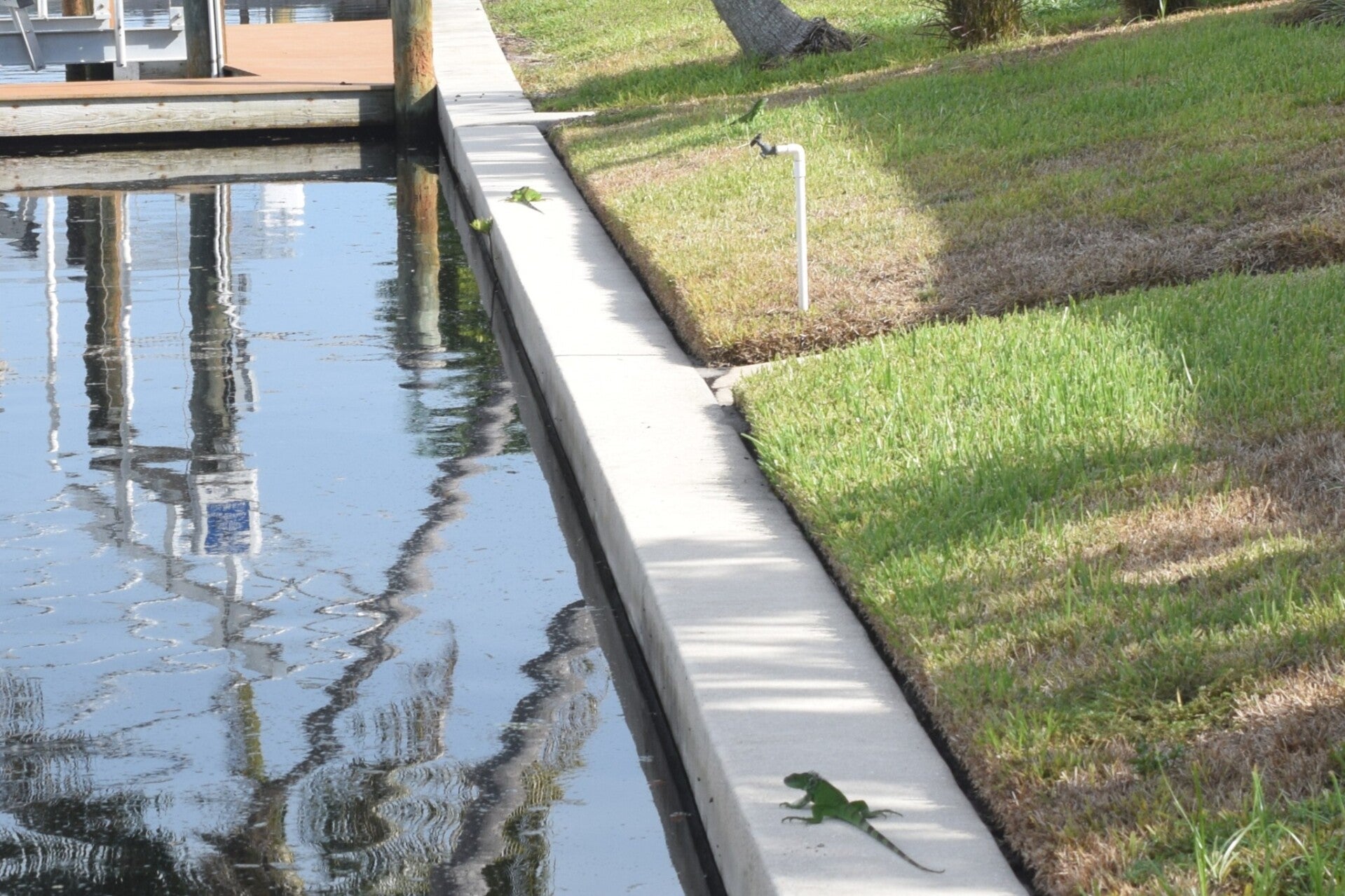 Iguanas along a seawall beside neighboring waterfront properties