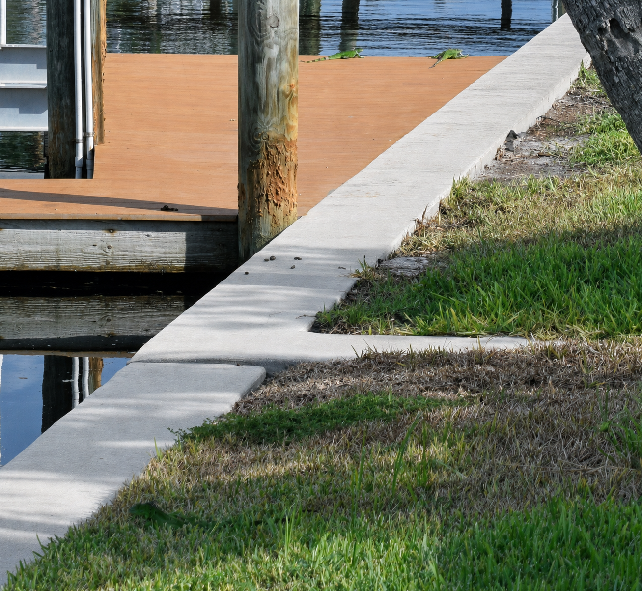 Iguanas on a dock beside a seawall